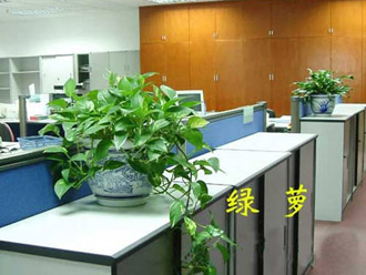 �����̻�ֲ������